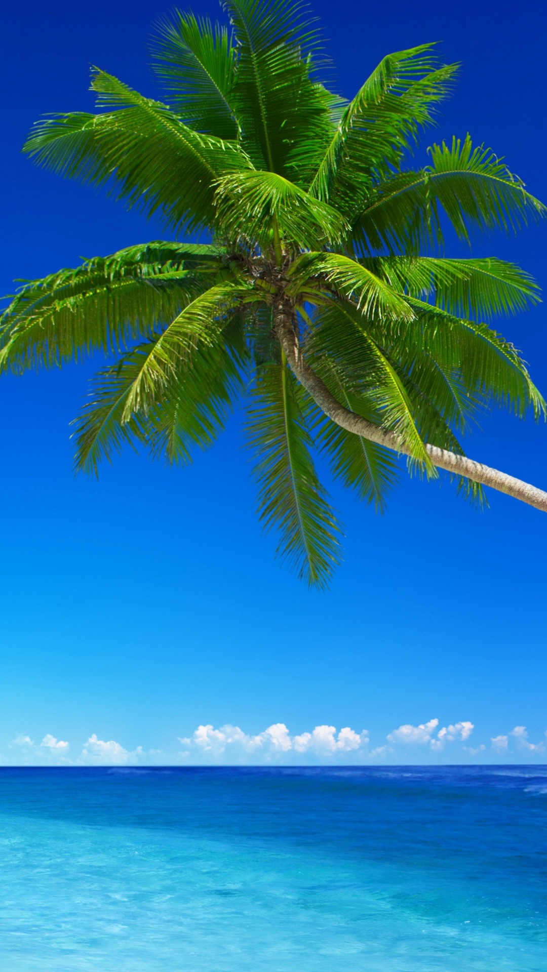 Green Palm Tree Near Sea During Daytime. Wallpaper in 1080x1920 Resolution