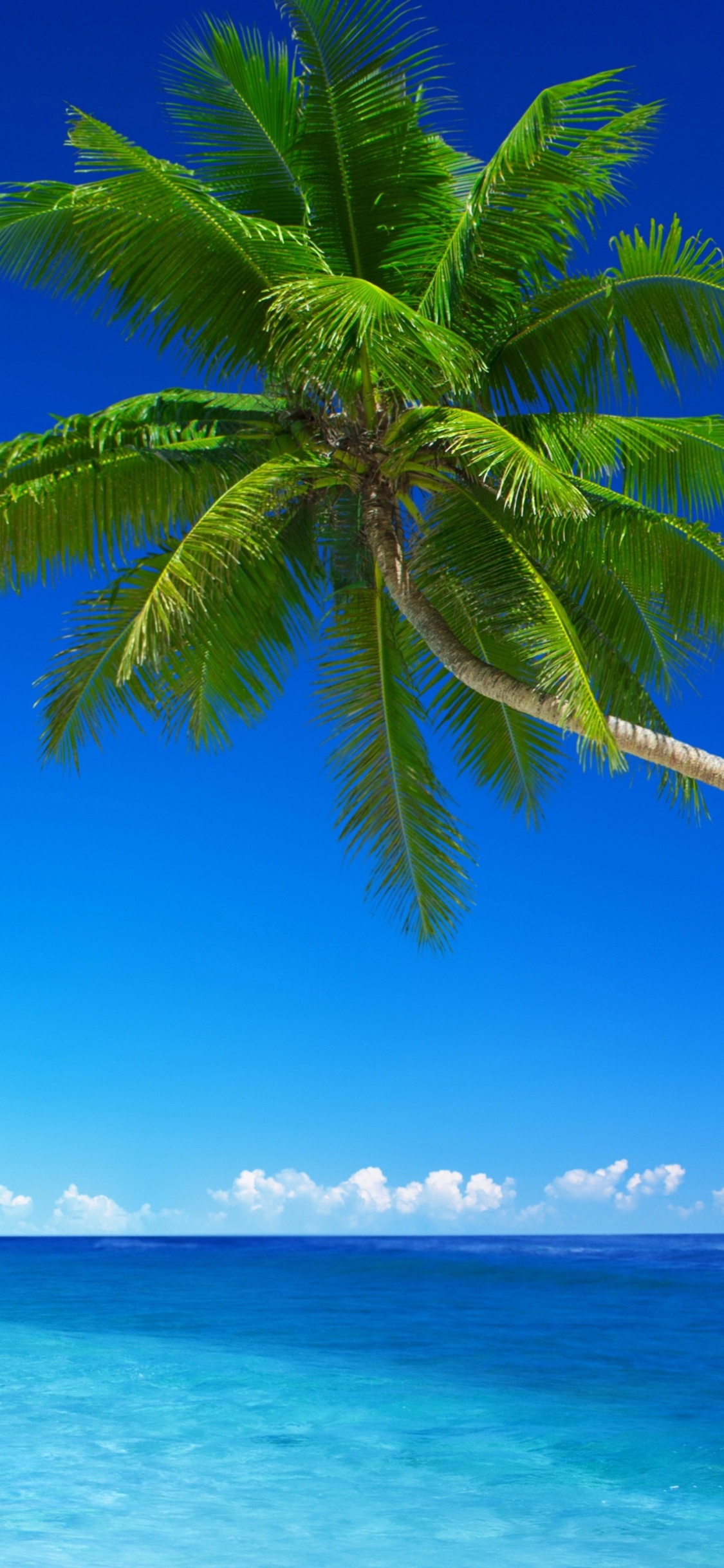 Green Palm Tree Near Sea During Daytime. Wallpaper in 1125x2436 Resolution