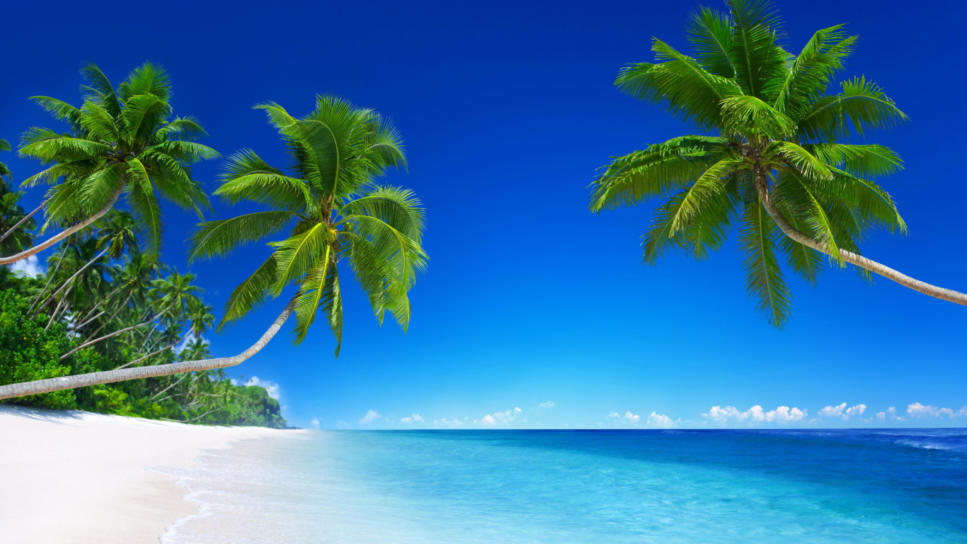 Green Palm Tree Near Sea During Daytime. Wallpaper in 1366x768 Resolution