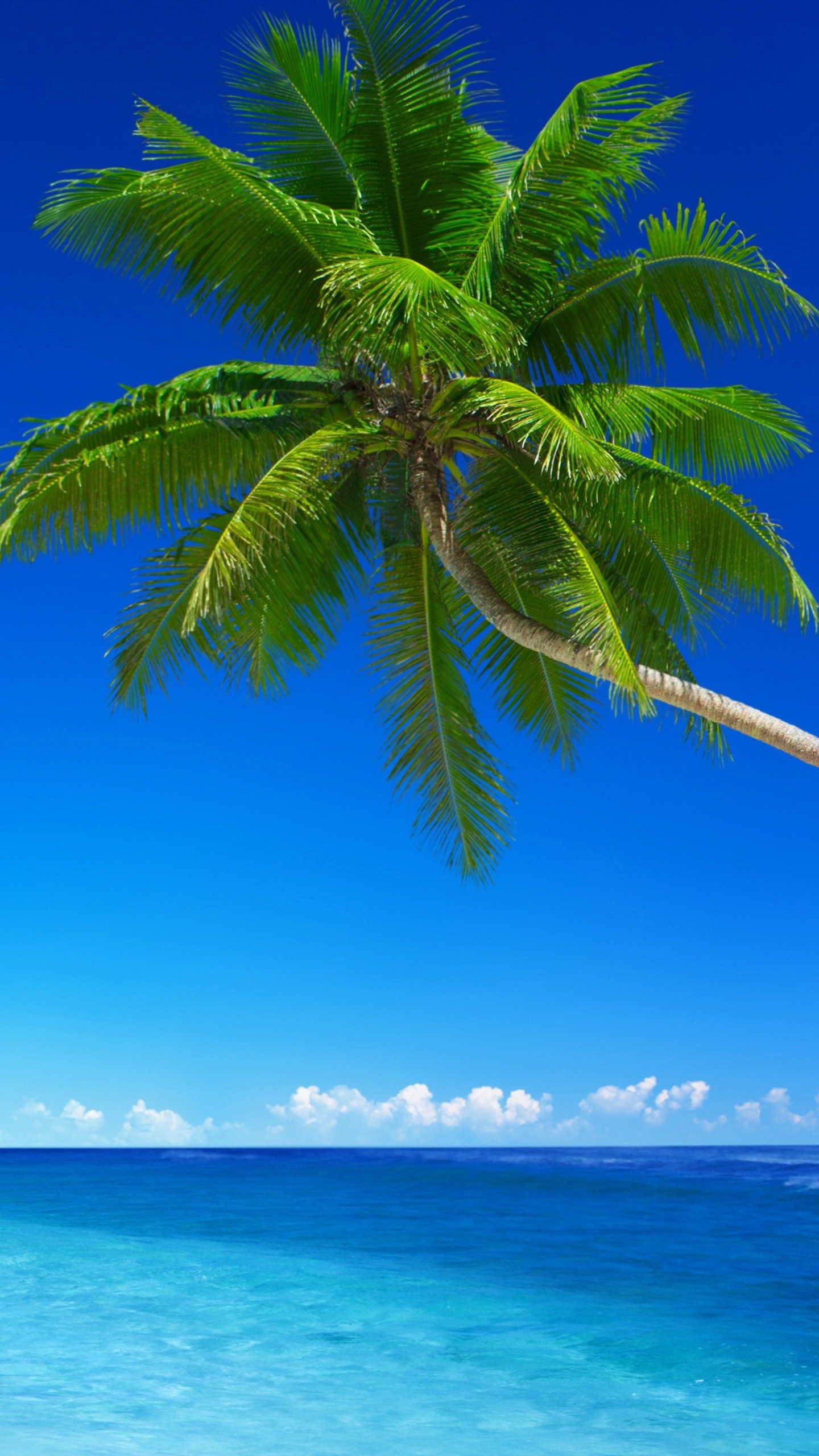 Green Palm Tree Near Sea During Daytime. Wallpaper in 1440x2560 Resolution