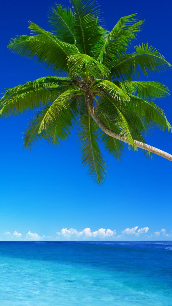 Green Palm Tree Near Sea During Daytime. Wallpaper in 720x1280 Resolution