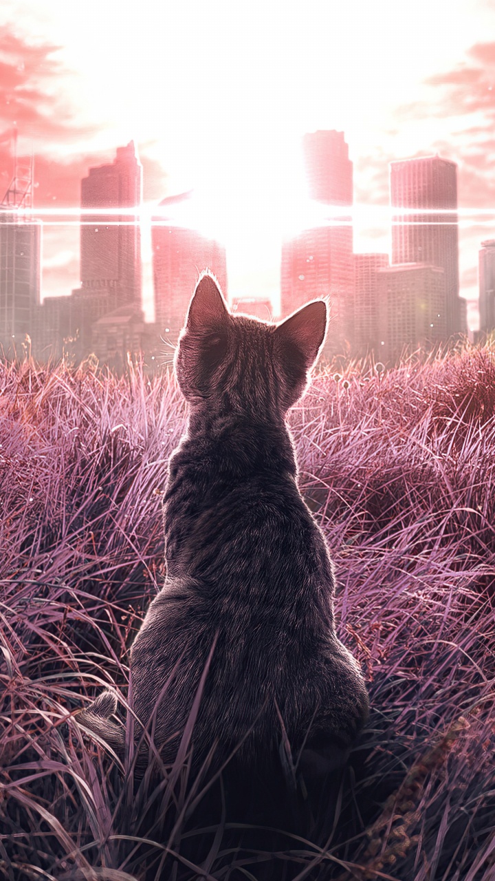 Chat, Atmosphère, Lumière, Carnivores, Afterglow. Wallpaper in 720x1280 Resolution