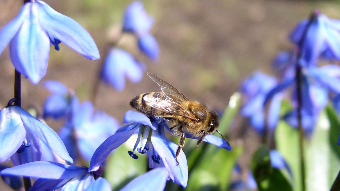 Abeille Noire et Jaune Sur Fleur Bleue. Wallpaper in 1366x768 Resolution