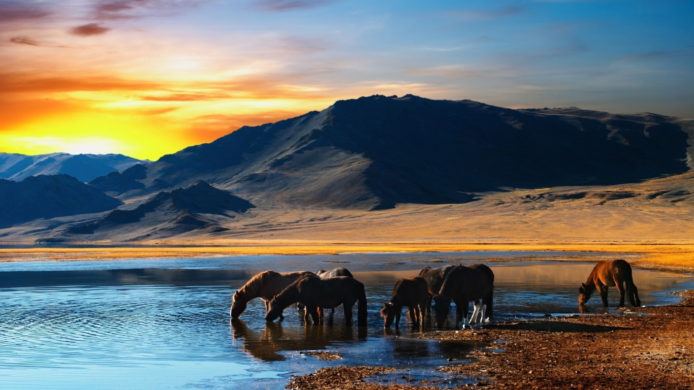Horses on a Lake With a View of a Mountain. Wallpaper in 1366x768 Resolution