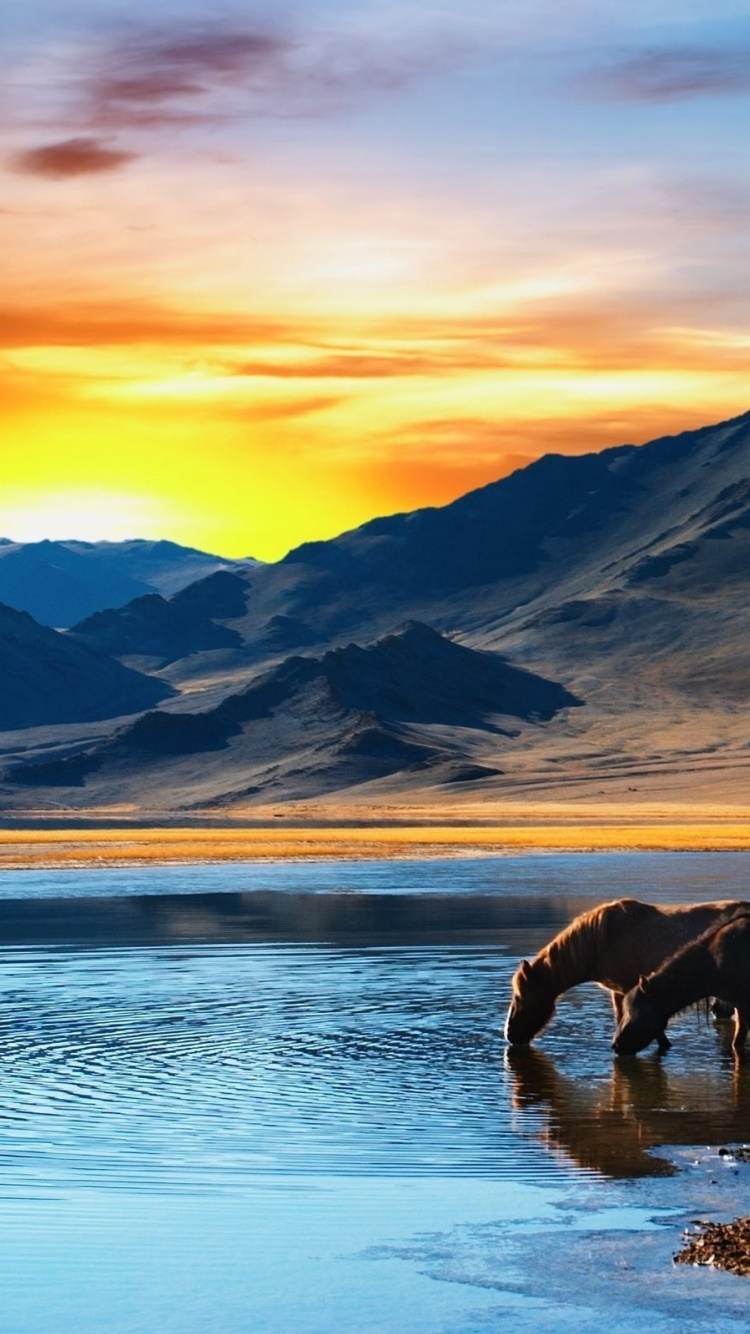Horses on a Lake With a View of a Mountain. Wallpaper in 750x1334 Resolution
