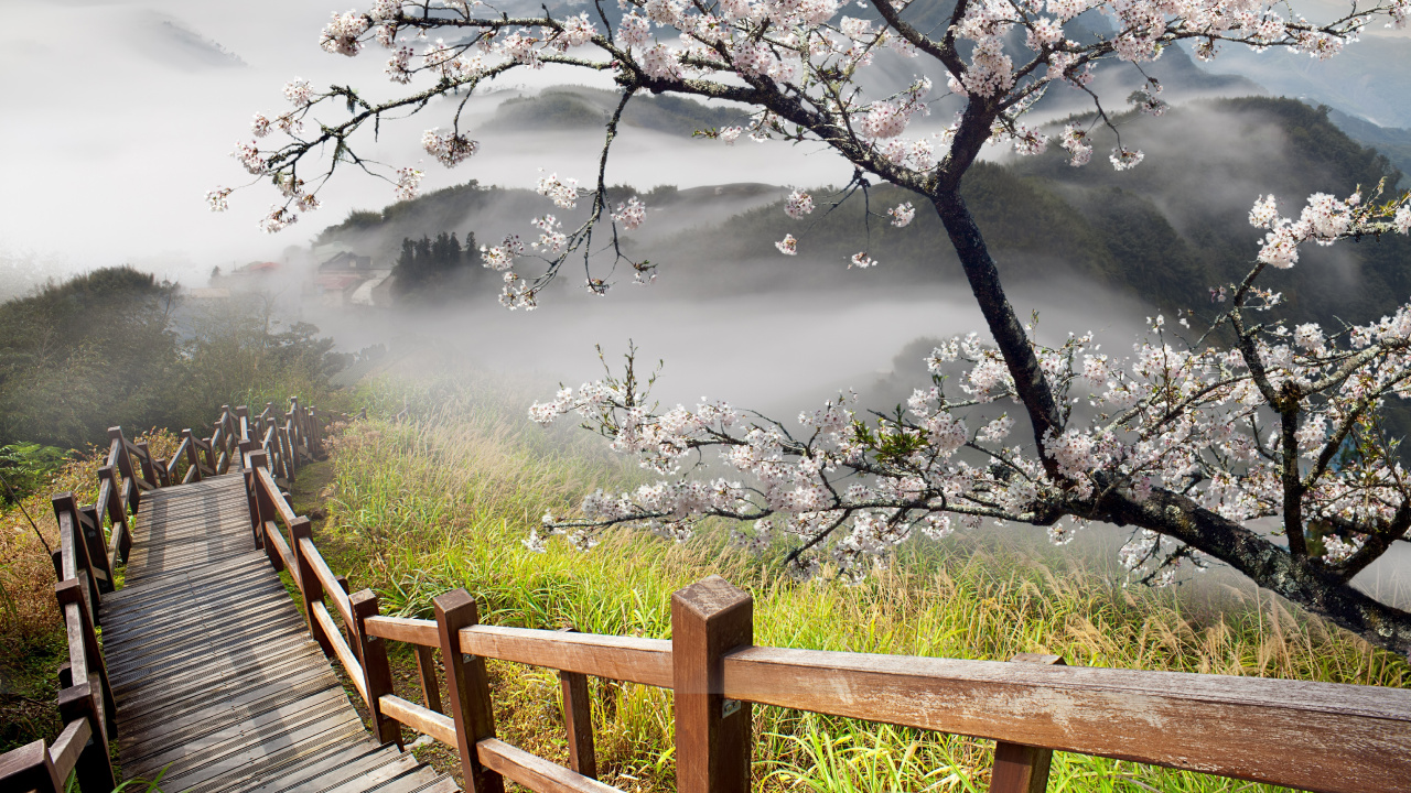 樱花, 性质, 弹簧, 开花, 天空 壁纸 1280x720 允许