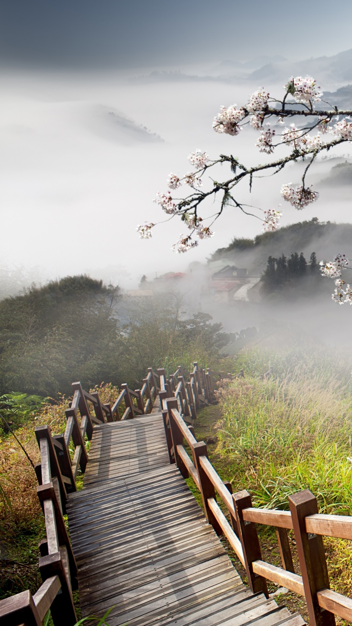 樱花, 性质, 弹簧, 开花, 天空 壁纸 720x1280 允许