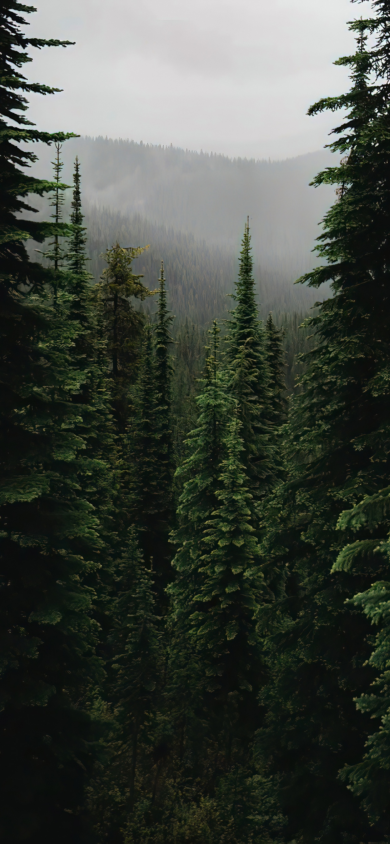 Spruce Fir Forest, Ecoregion, Mountain, Plant, Natural Landscape. Wallpaper in 1242x2688 Resolution