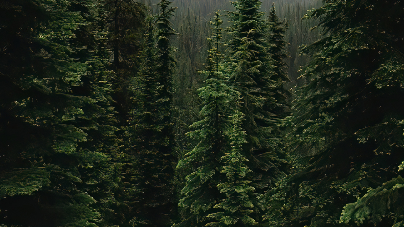Spruce Fir Forest, Ecoregion, Mountain, Plant, Natural Landscape. Wallpaper in 1366x768 Resolution
