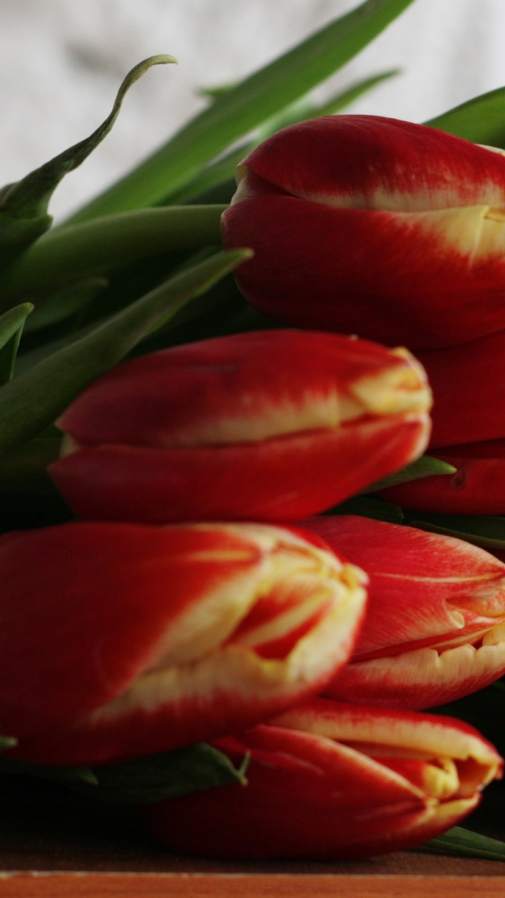 Rote Tulpen in Nahaufnahme. Wallpaper in 720x1280 Resolution