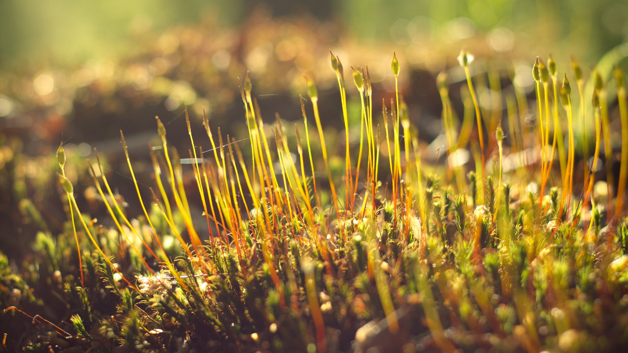 Herbe Verte et Brune en Photographie Rapprochée. Wallpaper in 1280x720 Resolution