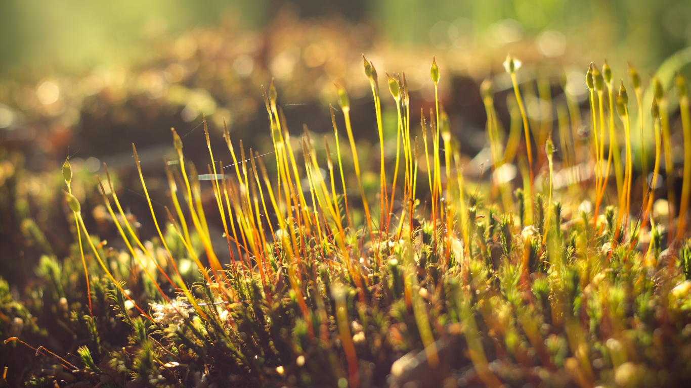 Herbe Verte et Brune en Photographie Rapprochée. Wallpaper in 1366x768 Resolution