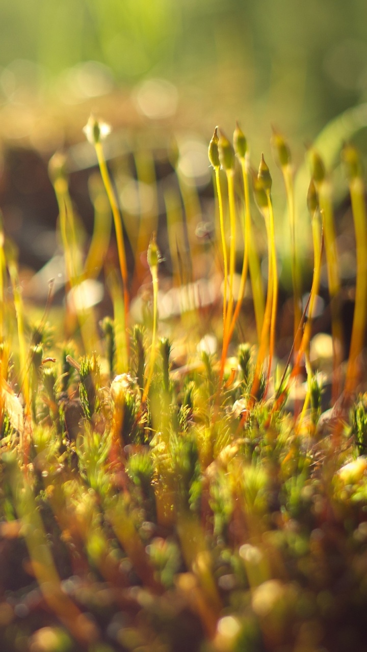 Herbe Verte et Brune en Photographie Rapprochée. Wallpaper in 720x1280 Resolution