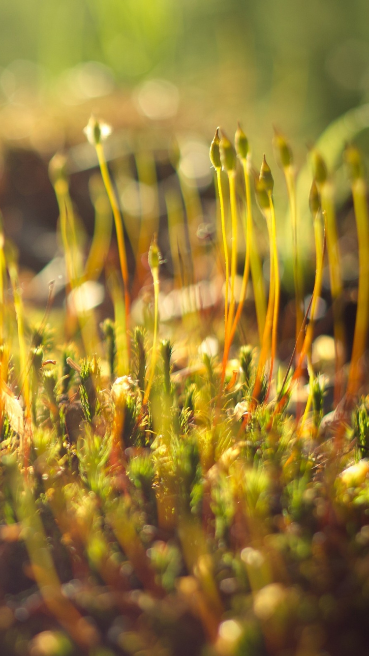 Herbe Verte et Brune en Photographie Rapprochée. Wallpaper in 750x1334 Resolution