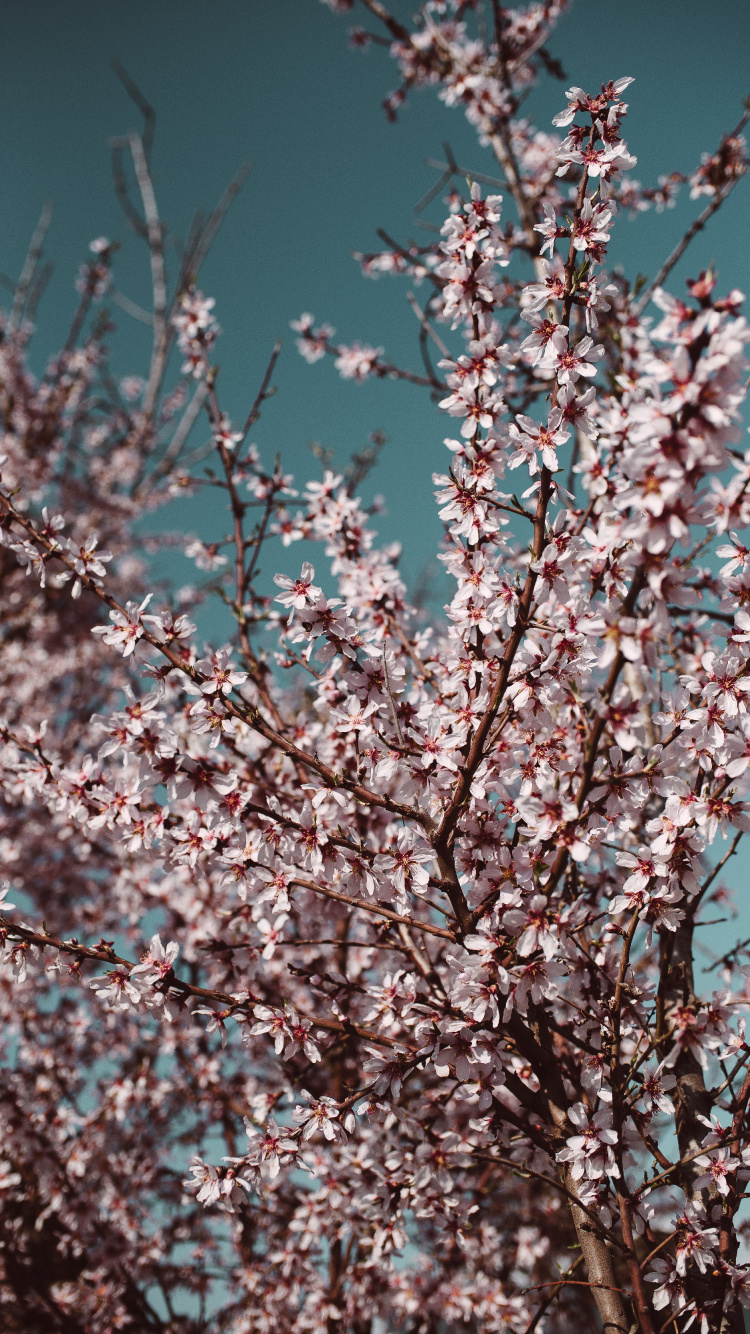 Árbol de Flor de Cerezo Blanco y Rosa. Wallpaper in 750x1334 Resolution