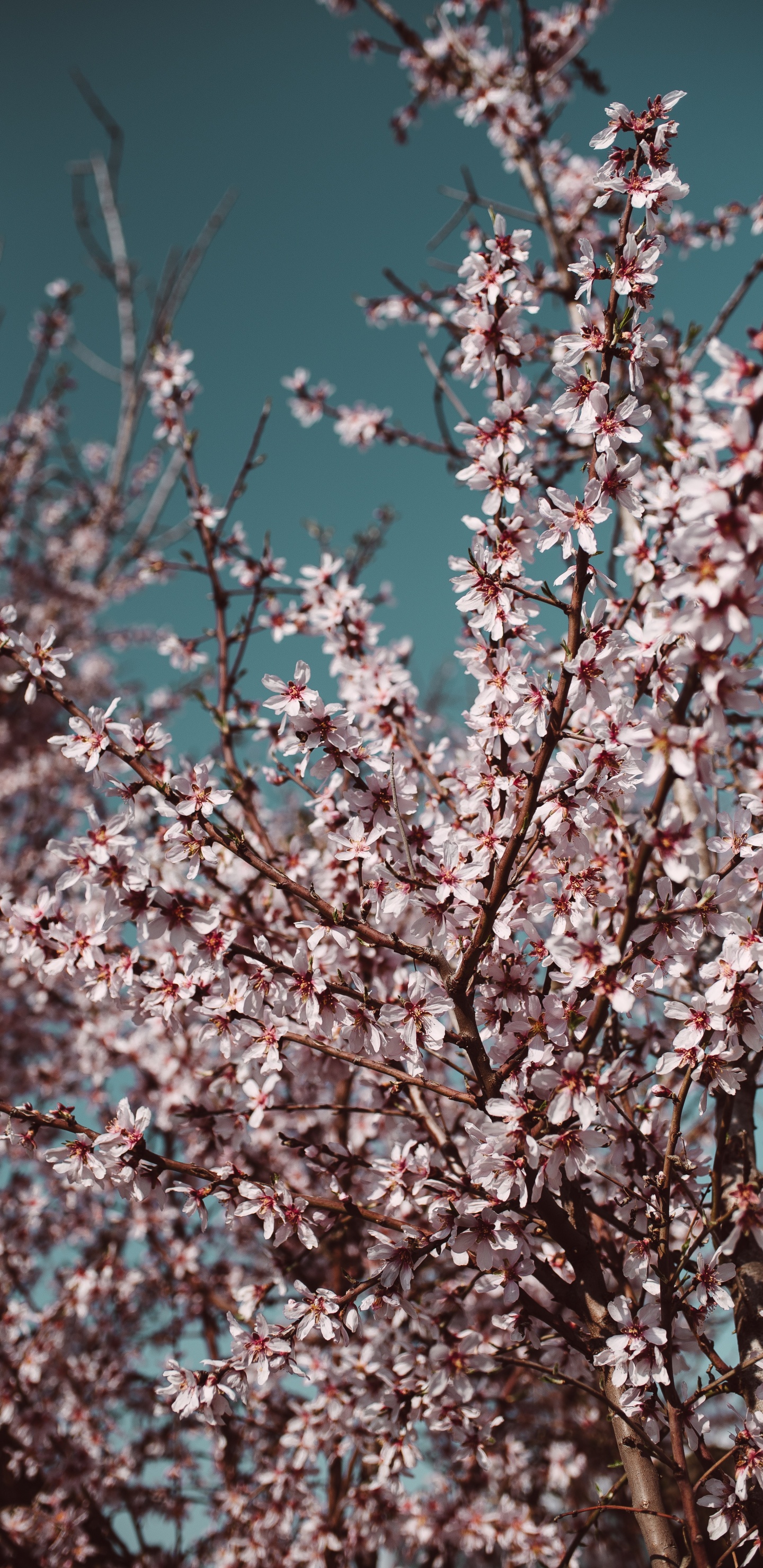 Arbre de Fleurs de Cerisier Blanc et Rose. Wallpaper in 1440x2960 Resolution