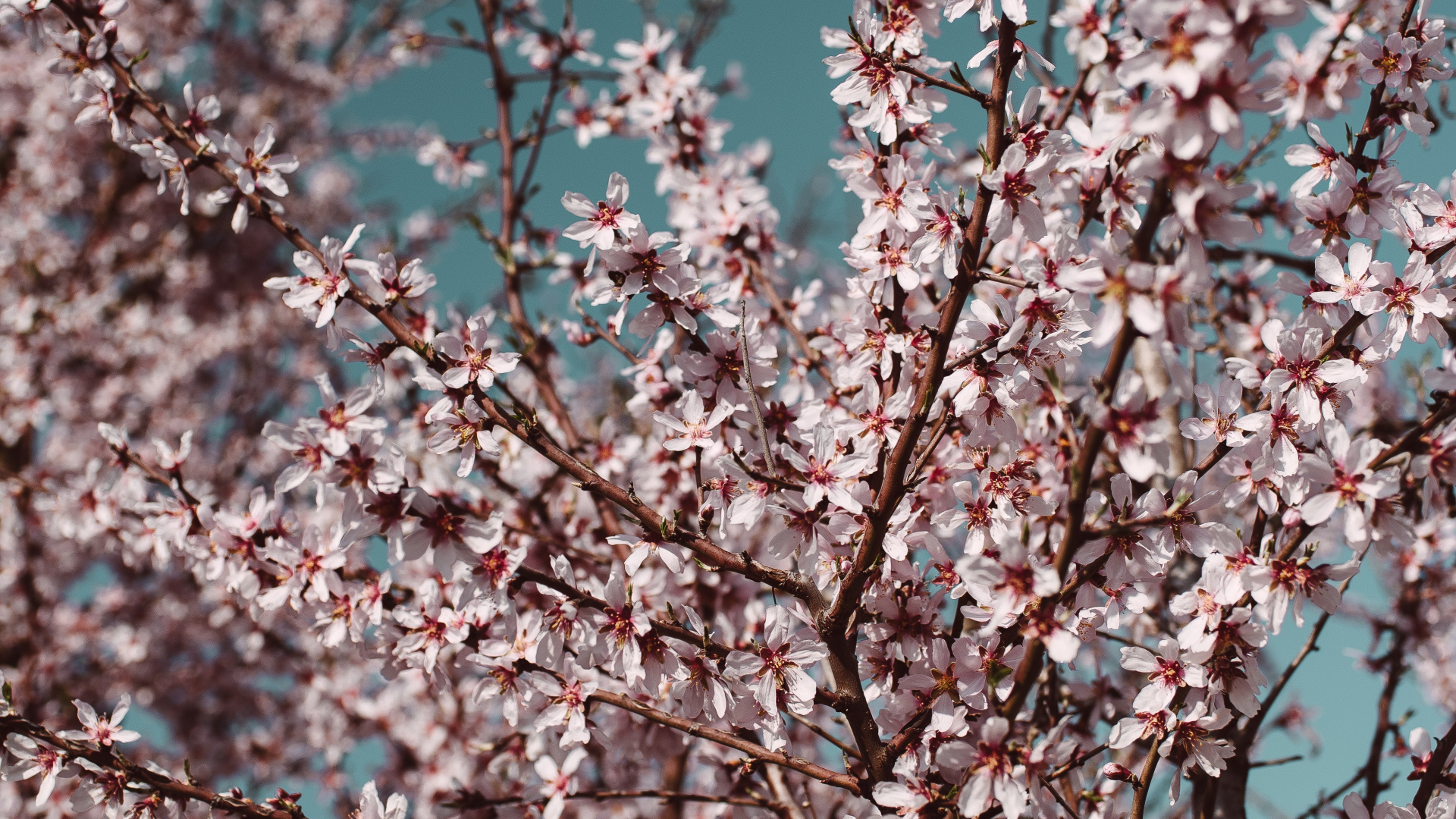 Arbre de Fleurs de Cerisier Blanc et Rose. Wallpaper in 1920x1080 Resolution