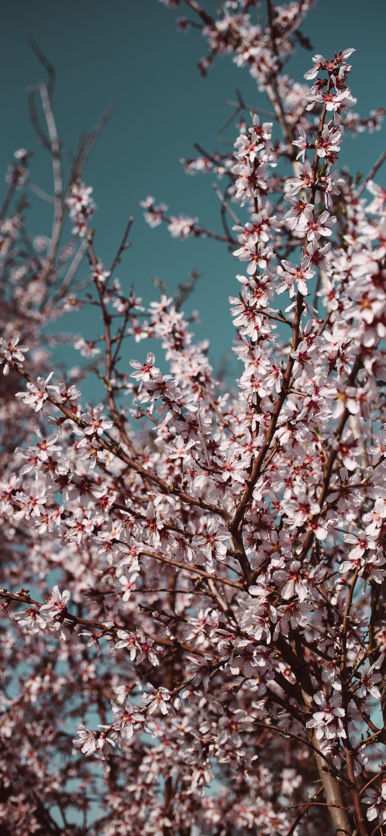 White and Pink Cherry Blossom Tree. Wallpaper in 1242x2688 Resolution