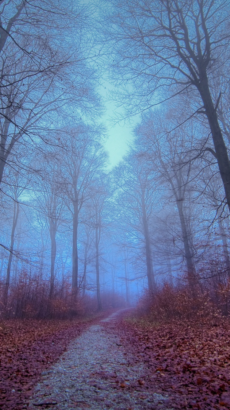 Paisaje Natural, Naturaleza, Entorno Natural, Bosque, Ambiente. Wallpaper in 750x1334 Resolution