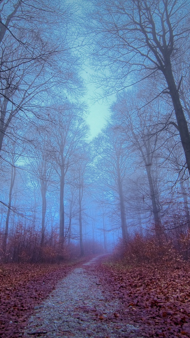 Wald, Herbst, Baum, Naturlandschaft, Natur. Wallpaper in 720x1280 Resolution