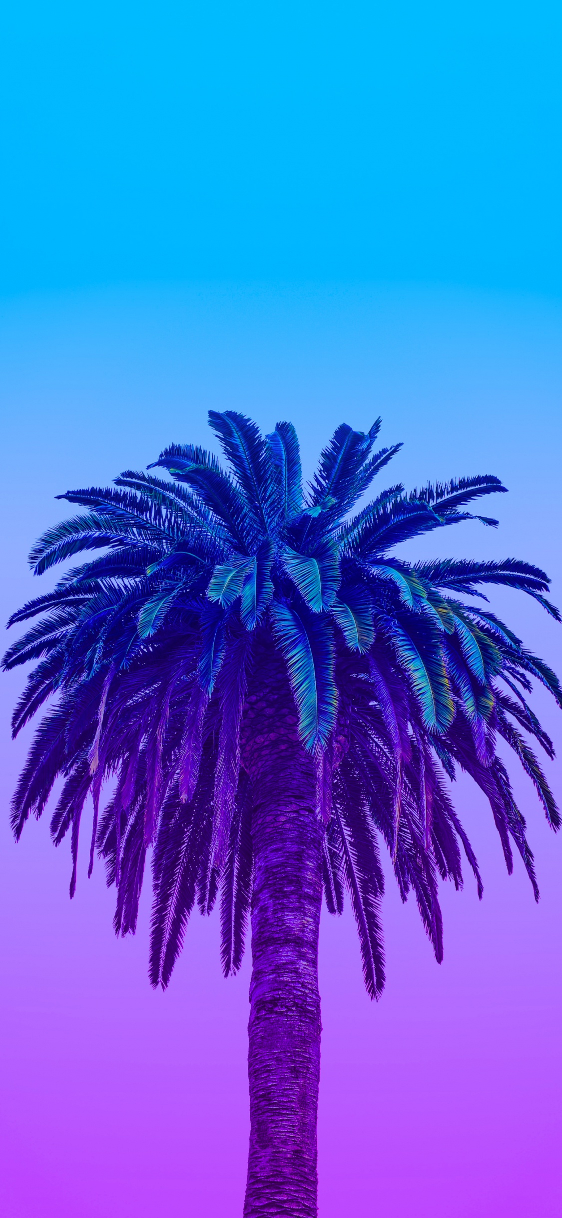 Neon Palm Leaves, Leaf, Tree, Azure, Plant. Wallpaper in 1125x2436 Resolution