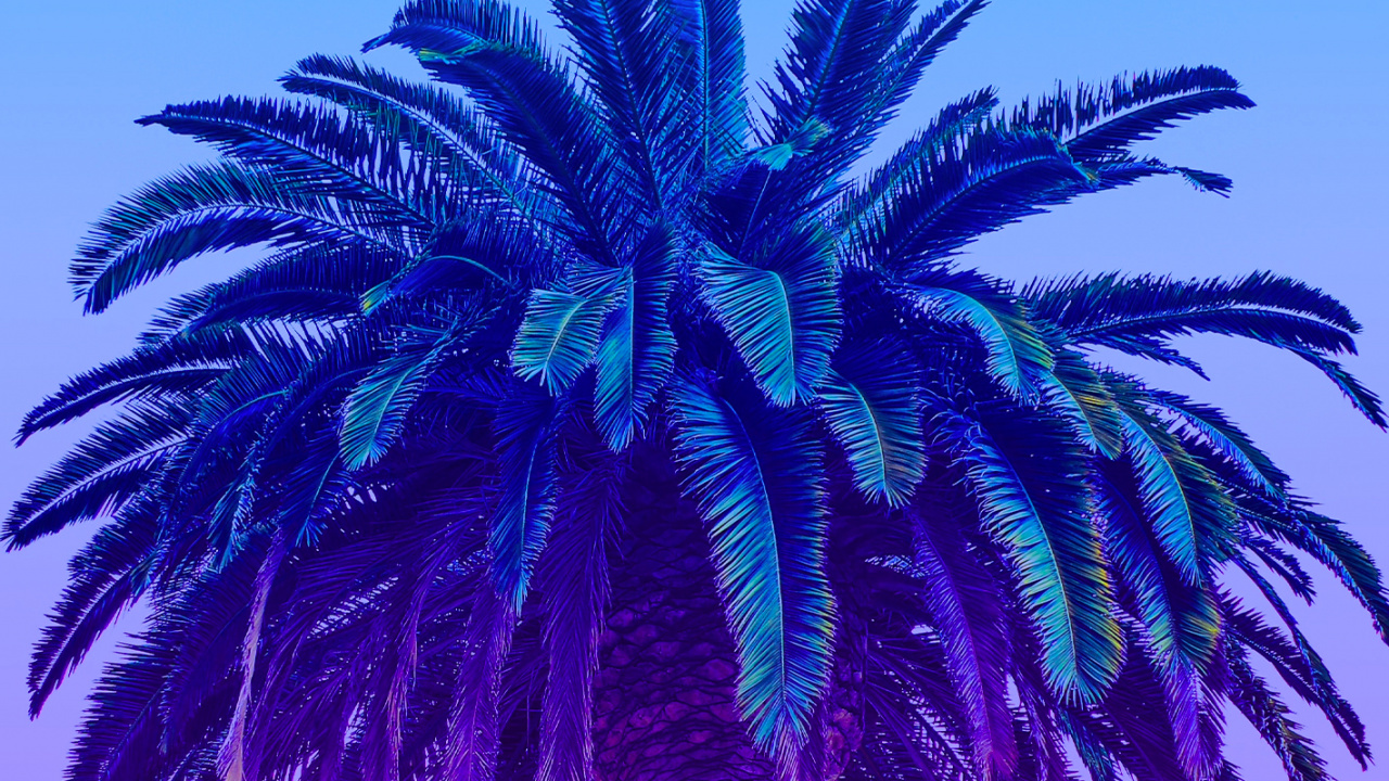 Neon Palm Leaves, Leaf, Tree, Azure, Plant. Wallpaper in 1280x720 Resolution