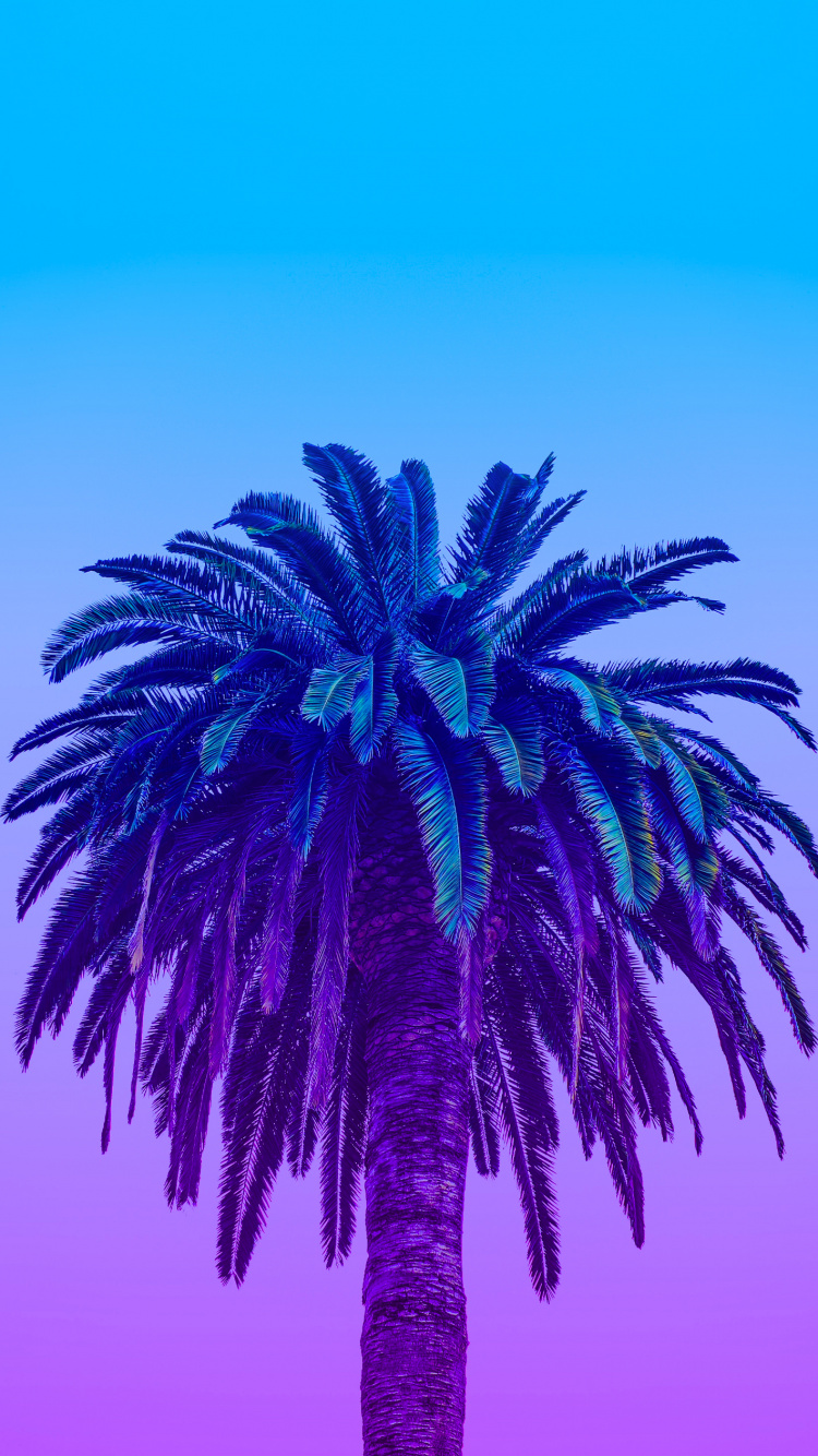 Neon Palm Leaves, Leaf, Tree, Azure, Plant. Wallpaper in 750x1334 Resolution