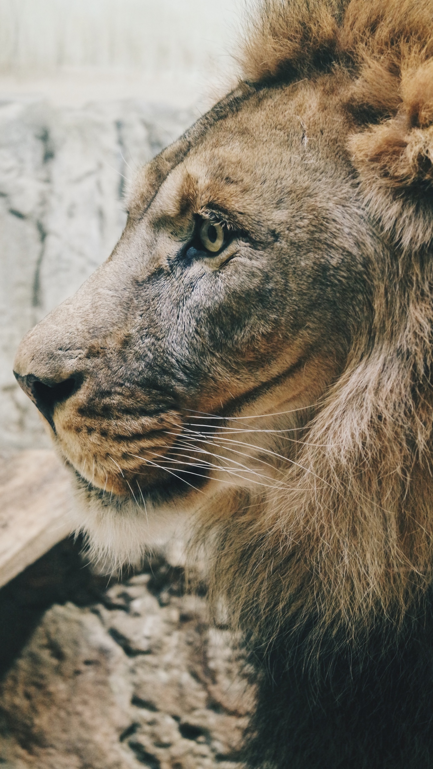 Brown Lion Lying on Gray Concrete Floor During Daytime. Wallpaper in 1440x2560 Resolution