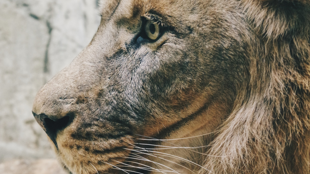 狮子, 老虎, 野生动物, 猫科, 马赛马的狮子 壁纸 1280x720 允许
