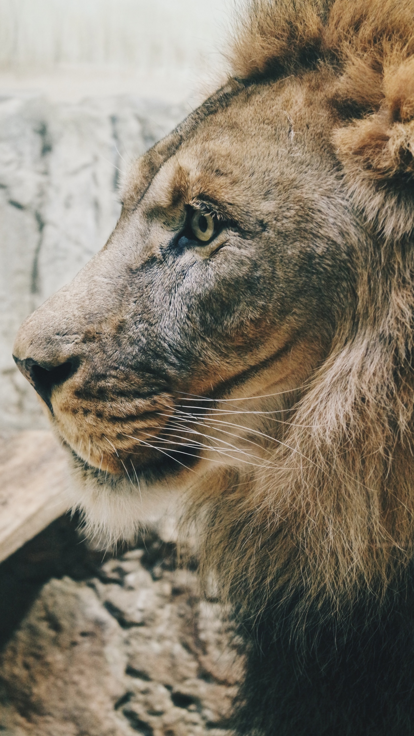 狮子, 老虎, 野生动物, 猫科, 马赛马的狮子 壁纸 1440x2560 允许