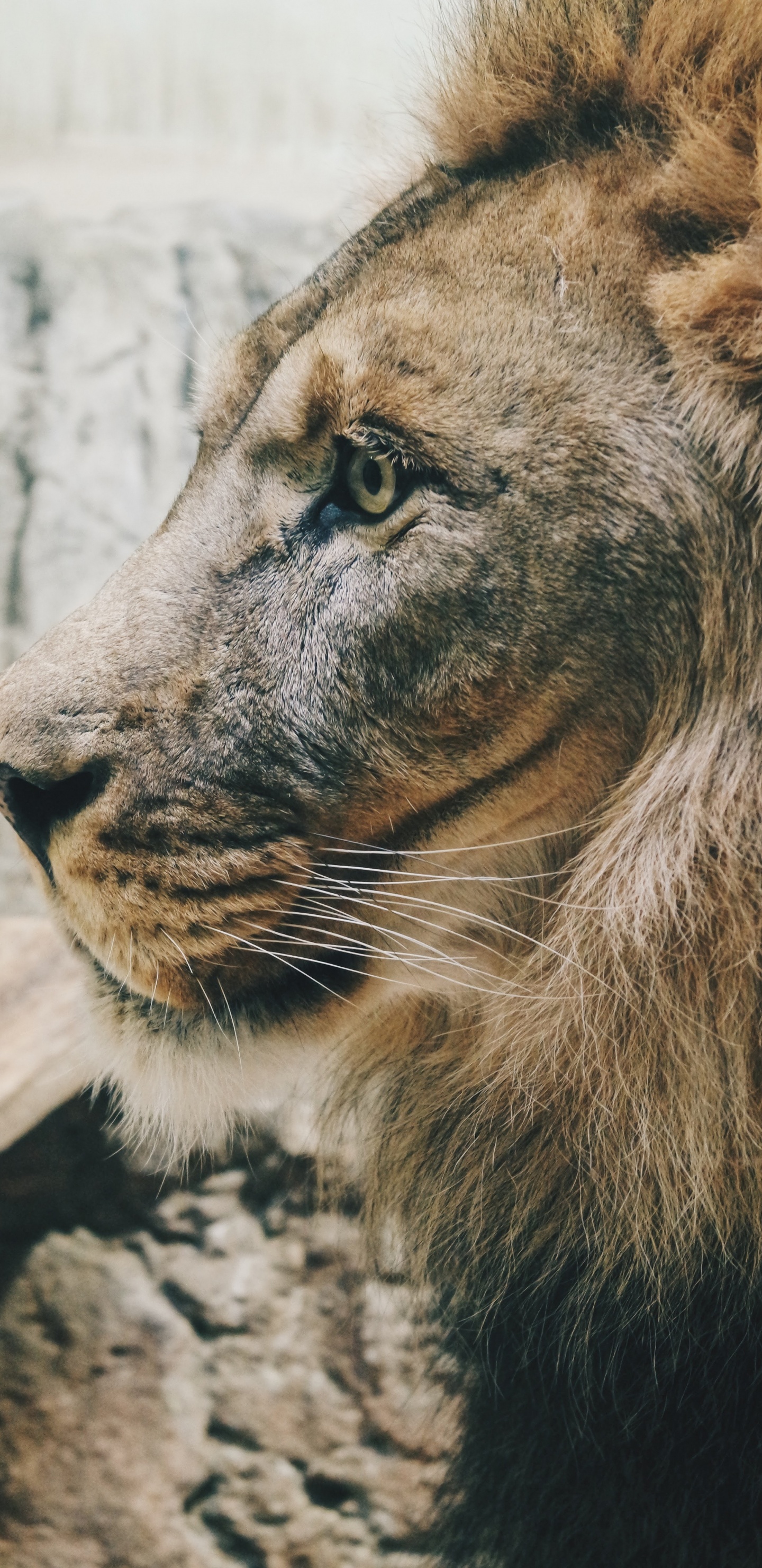 狮子, 老虎, 野生动物, 猫科, 马赛马的狮子 壁纸 1440x2960 允许