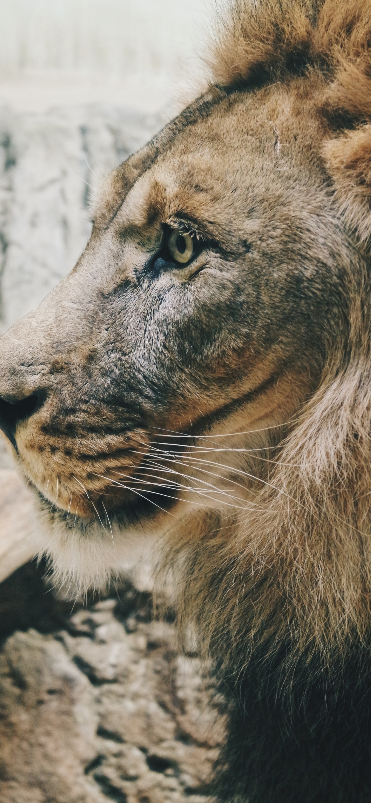 Lion Brun Allongé Sur un Sol en Béton Gris Pendant la Journée. Wallpaper in 1242x2688 Resolution