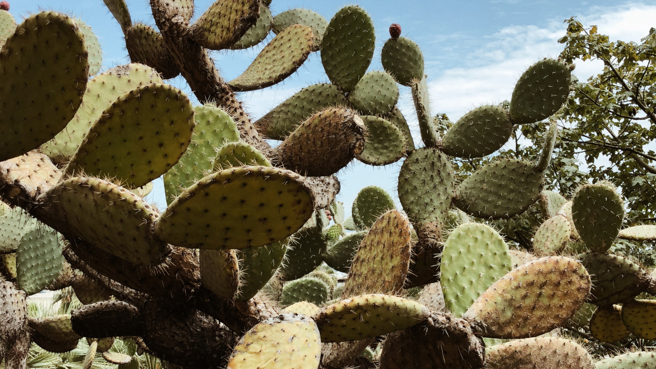 la Vegetación, Cactus, Arbustos, Higo de Berbería, Bioma. Wallpaper in 1280x720 Resolution