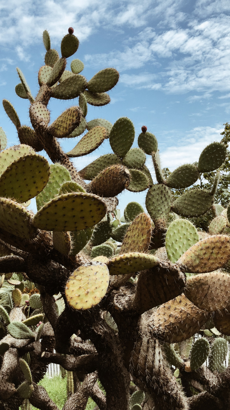 la Vegetación, Cactus, Arbustos, Higo de Berbería, Bioma. Wallpaper in 750x1334 Resolution