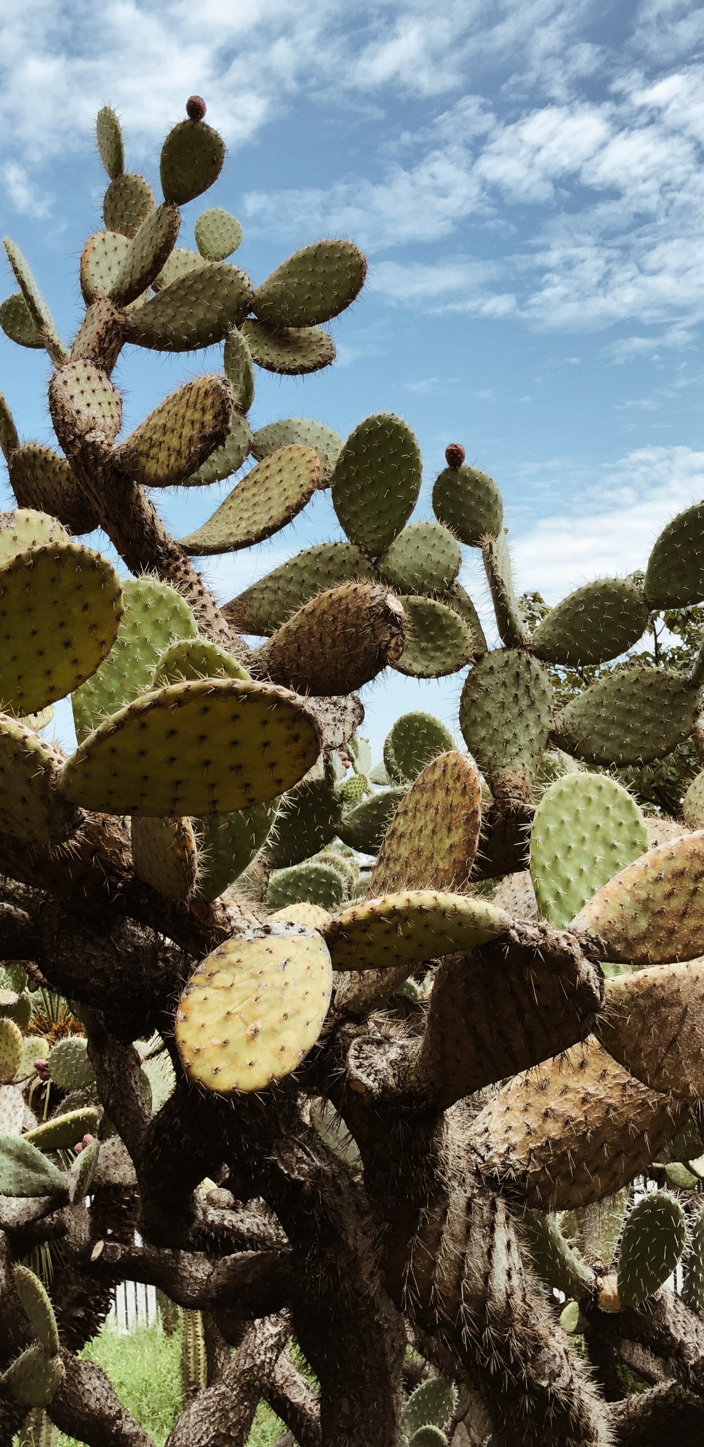 Vegetation, Cactus, Shrubland, Barbary Fig, Biome. Wallpaper in 1440x2960 Resolution