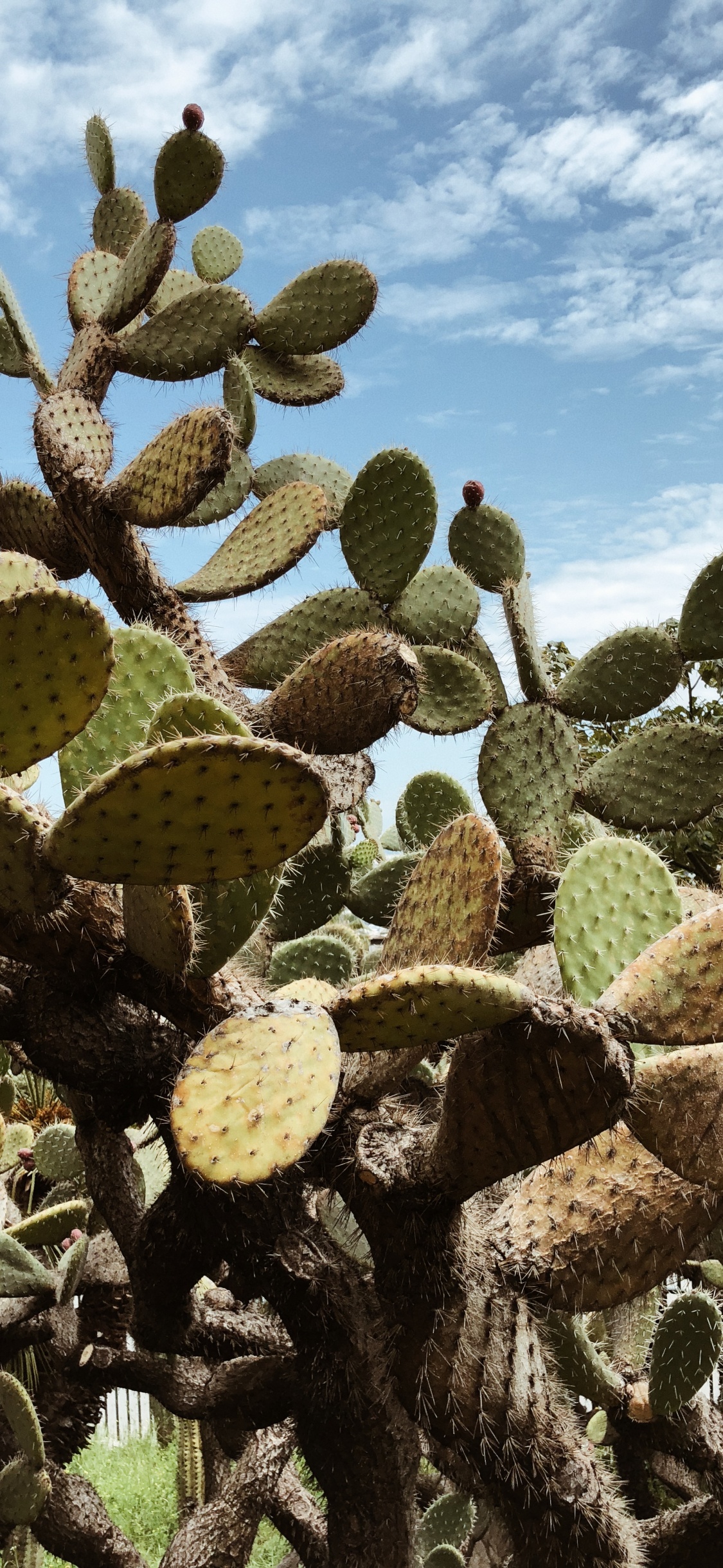 Vegetation, Kaktus, Heideflächen, Barbary Abb, Biome. Wallpaper in 1125x2436 Resolution