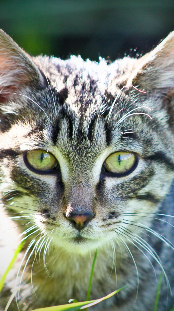 White and Black Tabby Cat on Green Grass During Daytime. Wallpaper in 720x1280 Resolution