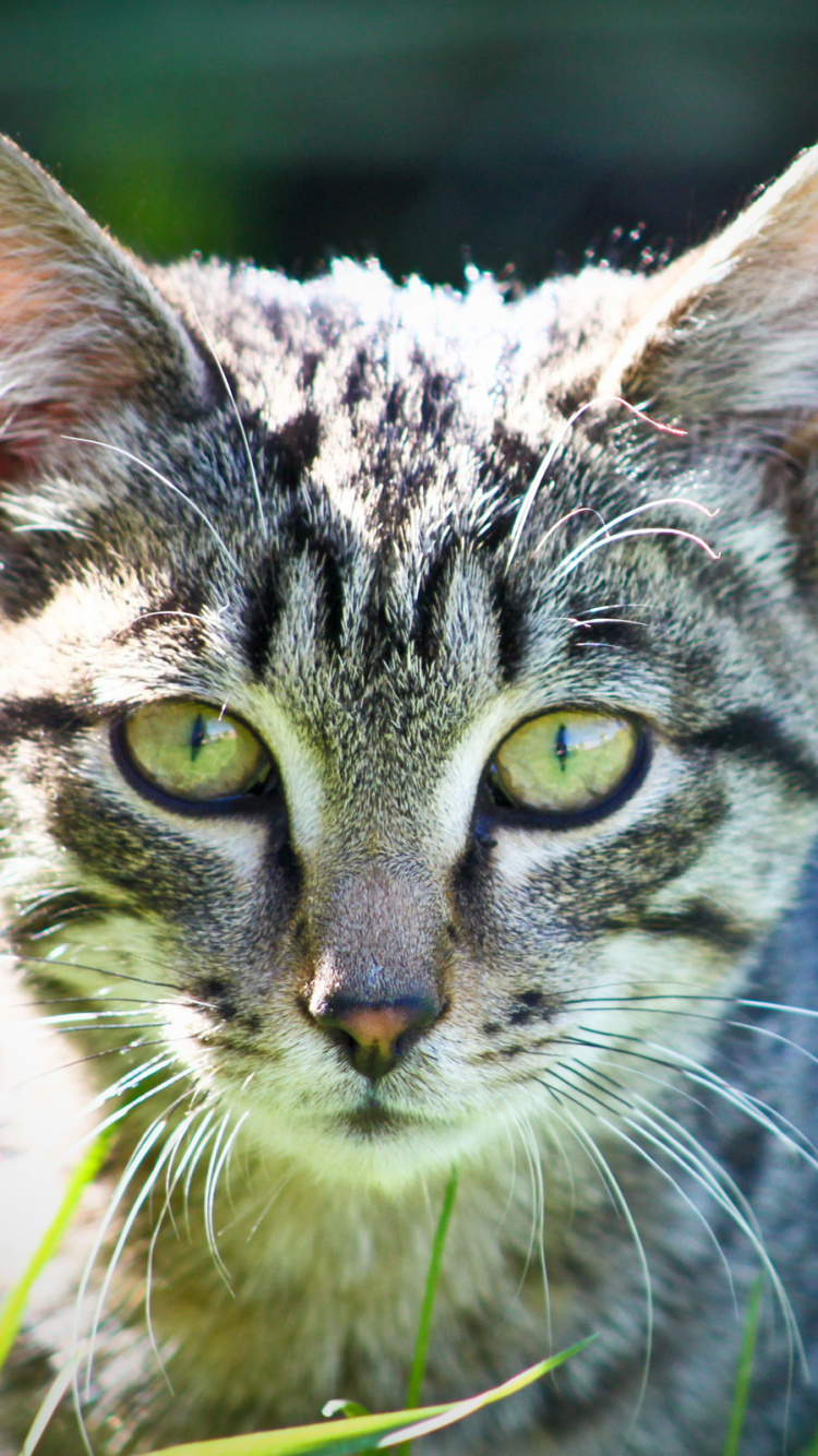 White and Black Tabby Cat on Green Grass During Daytime. Wallpaper in 750x1334 Resolution