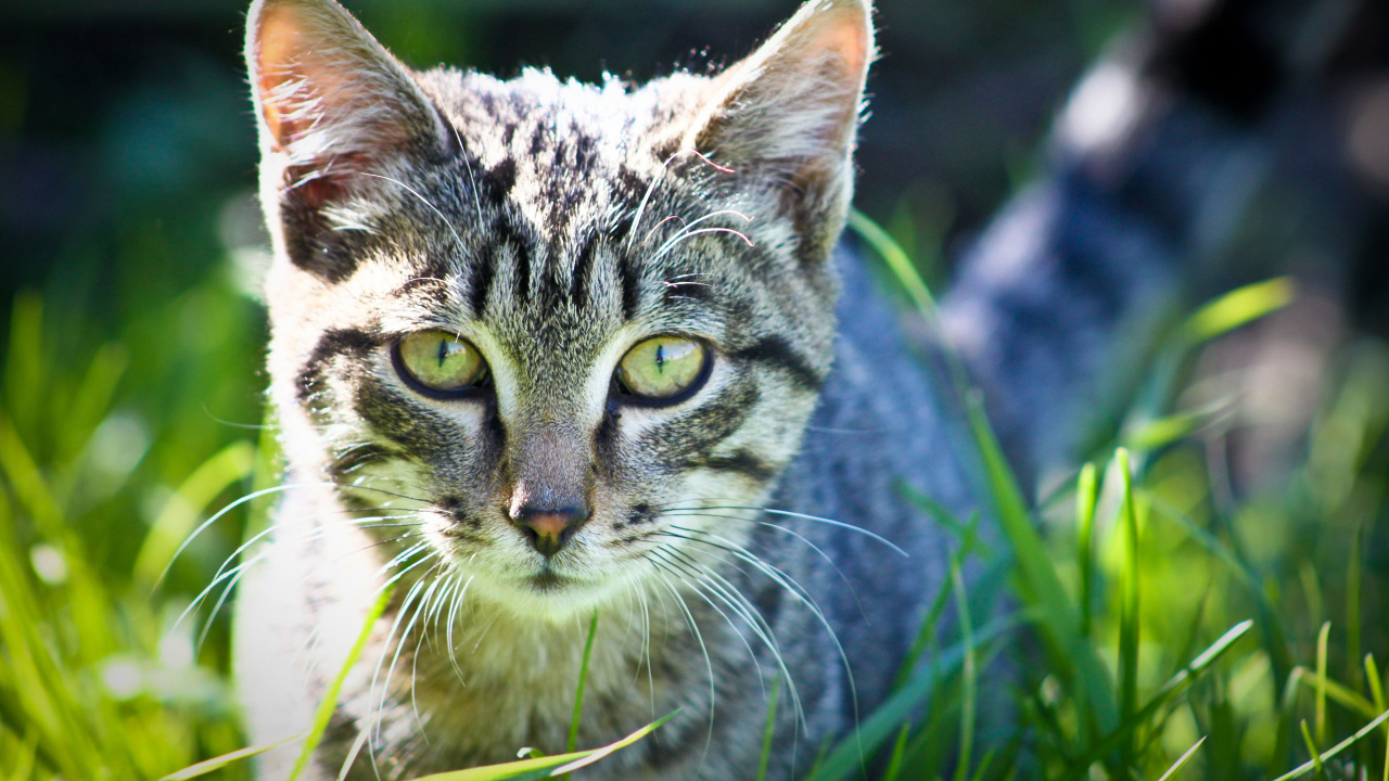 Chat Tigré Blanc et Noir Sur L'herbe Verte Pendant la Journée. Wallpaper in 1280x720 Resolution