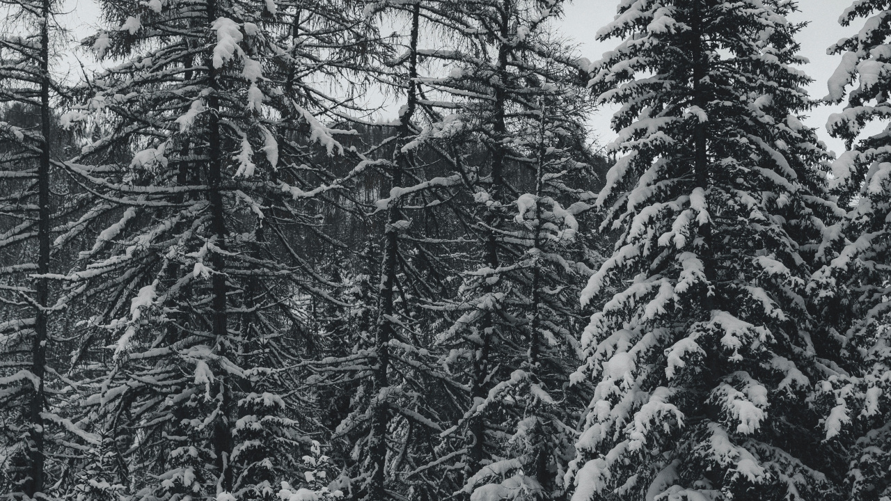 Fir, 黑色和白色的, 森林, 冻结, 云杉林 壁纸 1280x720 允许