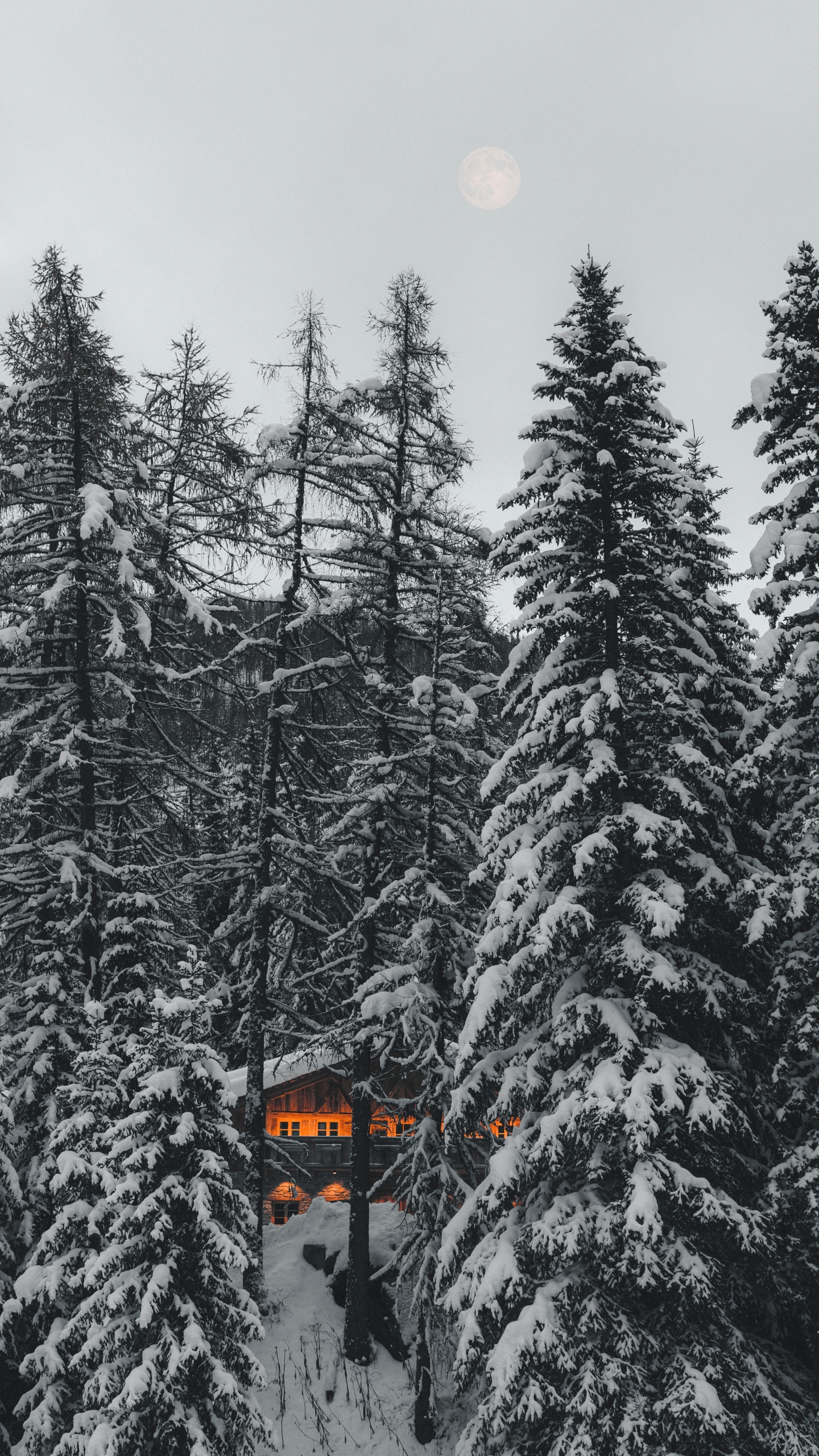 Fir, Schwarz Und Weiß, Fichten-Tannen-Wald, Wald, Einfrieren. Wallpaper in 1440x2560 Resolution