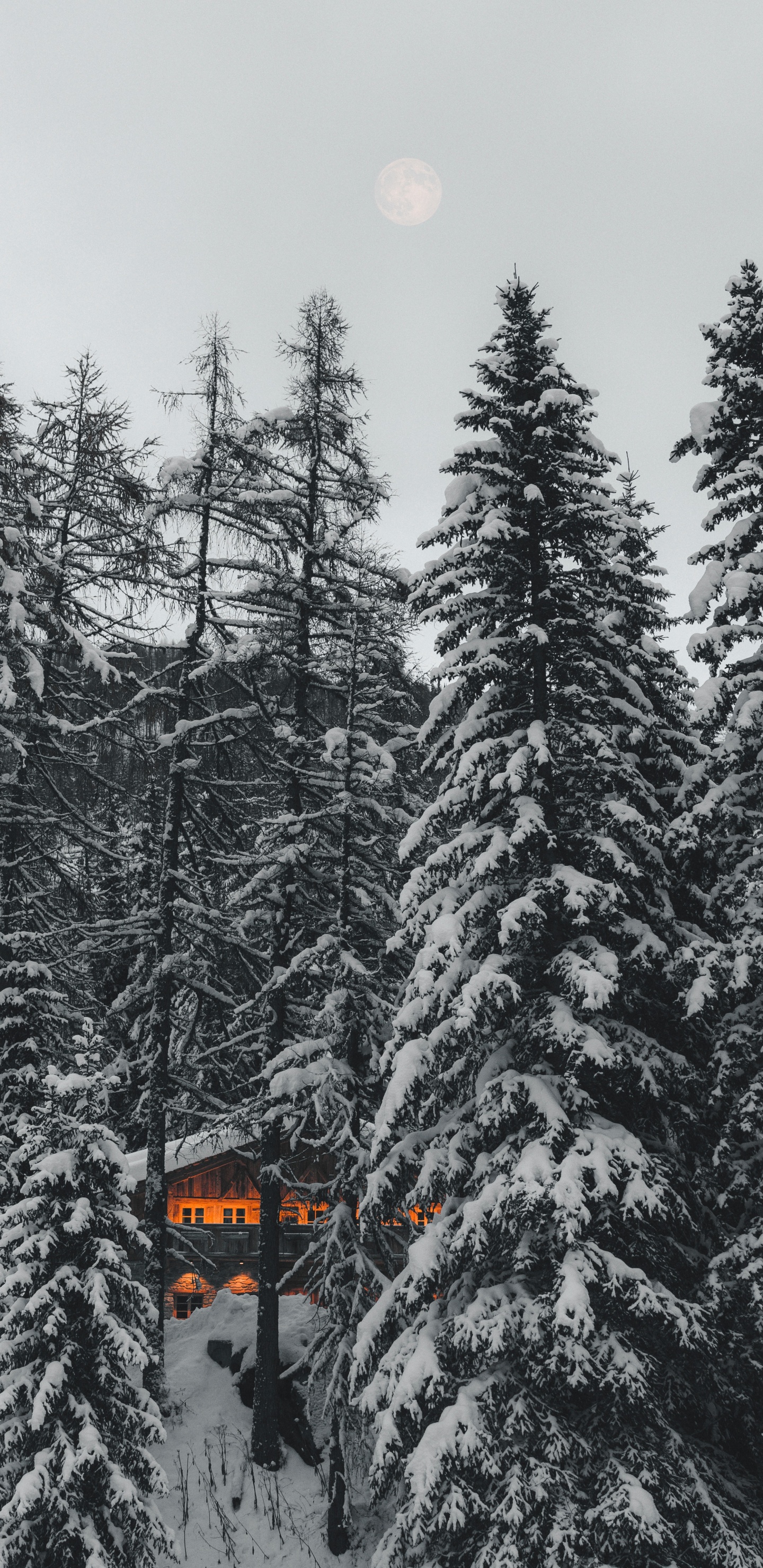 Fir, Schwarz Und Weiß, Fichten-Tannen-Wald, Wald, Einfrieren. Wallpaper in 1440x2960 Resolution