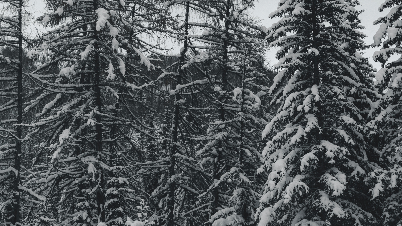Pine, Fir, Black and White, Spruce Fir Forest, Forest. Wallpaper in 1366x768 Resolution
