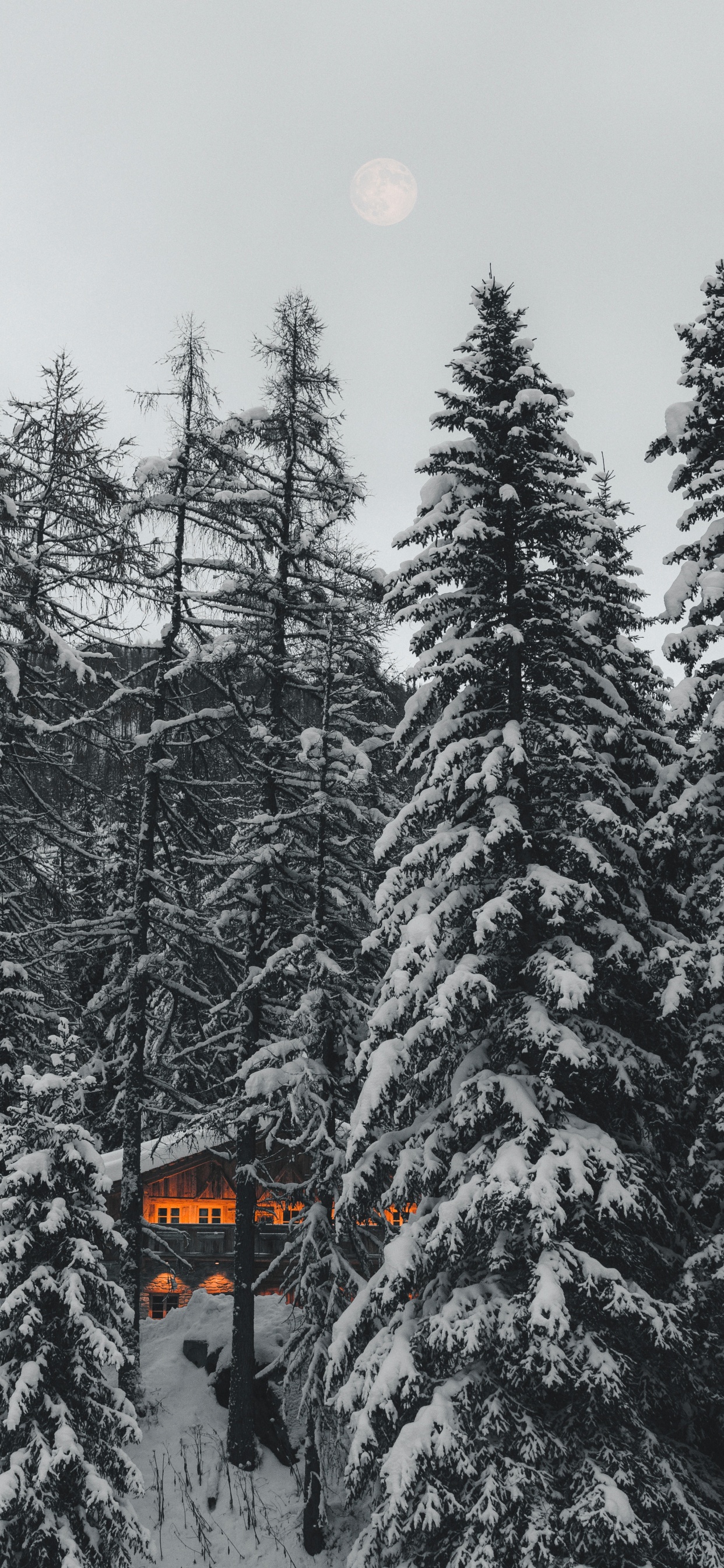 Pino, en Blanco y Negro, Abetos Del Bosque de Abetos, Congelación, Nieve. Wallpaper in 1242x2688 Resolution