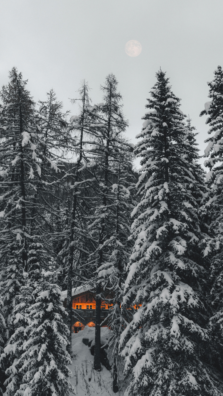 Pino, en Blanco y Negro, Abetos Del Bosque de Abetos, Congelación, Nieve. Wallpaper in 750x1334 Resolution