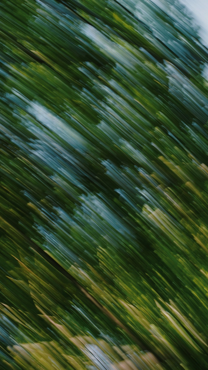 Vegetation, Leaf, Natural Material, Terrestrial Plant, Grass. Wallpaper in 720x1280 Resolution