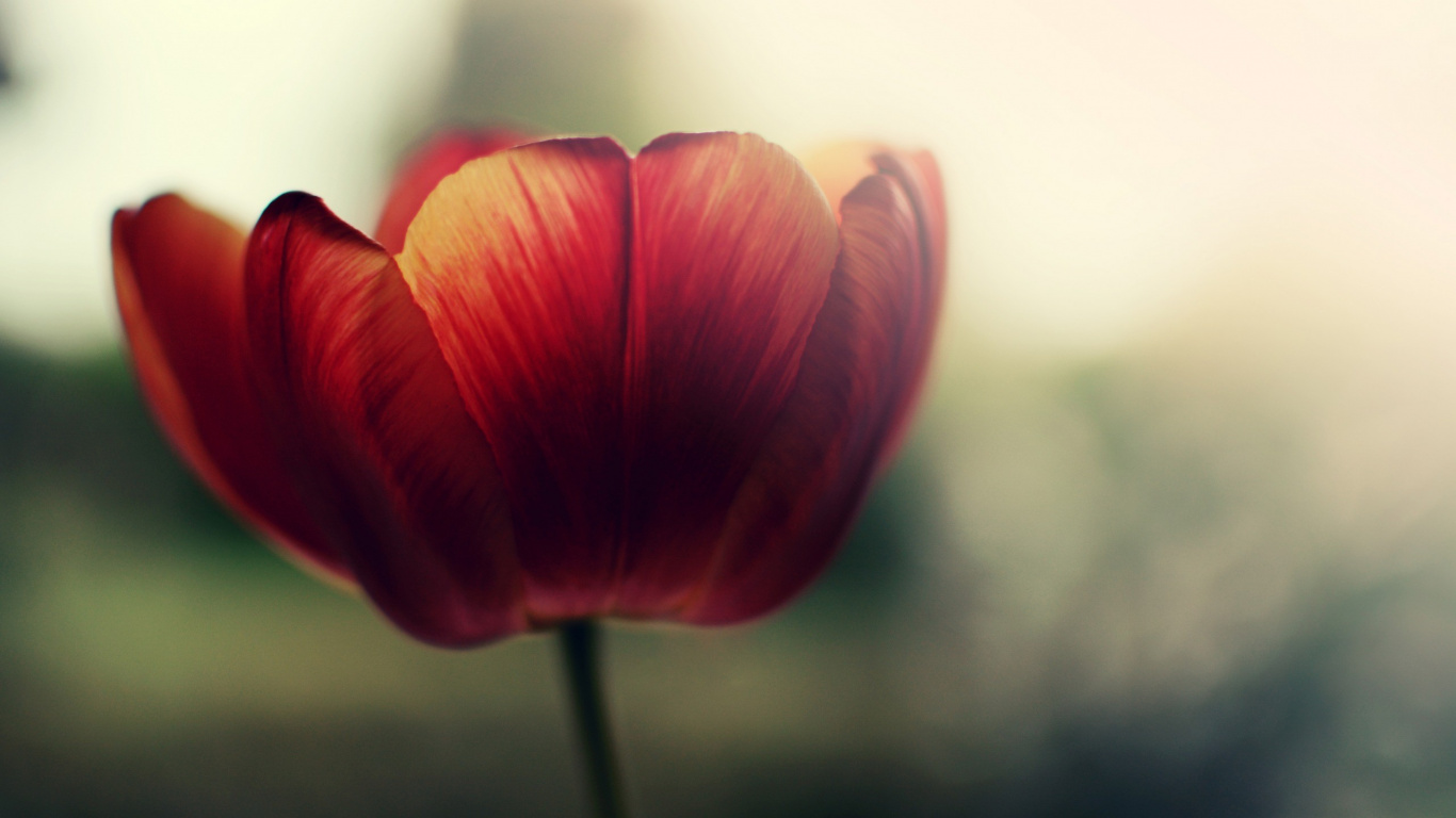 Rote Tulpe in Nahaufnahme. Wallpaper in 1366x768 Resolution