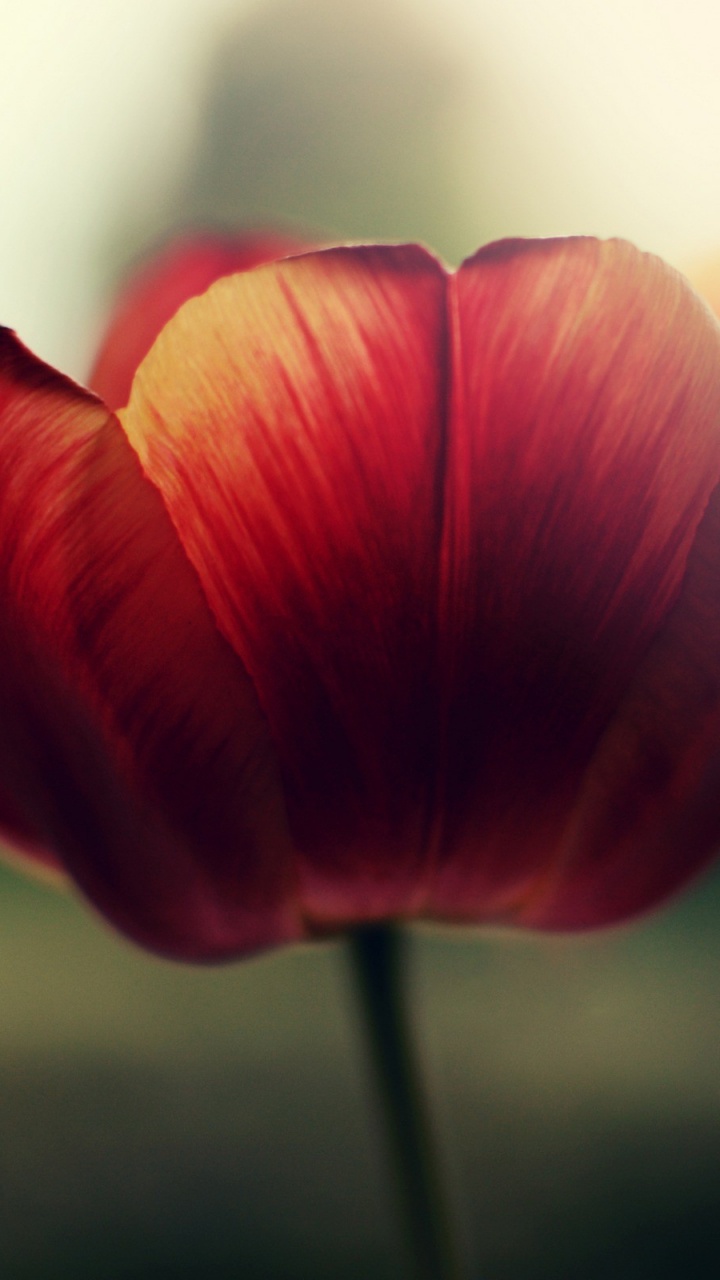 Red Tulip in Close up Photography. Wallpaper in 720x1280 Resolution