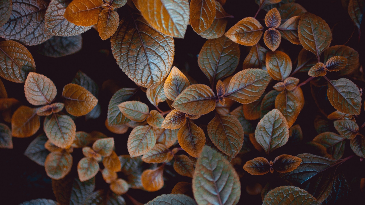 Feuille, Encore de la Vie, Tige de la Plante, Dessin, Usine. Wallpaper in 1280x720 Resolution