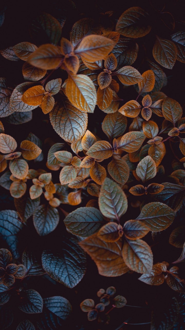 Feuille, Encore de la Vie, Tige de la Plante, Dessin, Usine. Wallpaper in 720x1280 Resolution